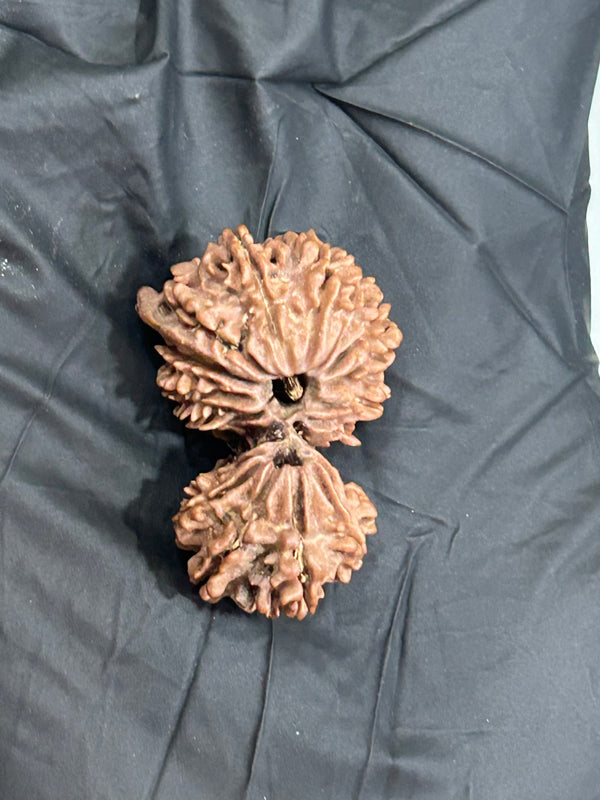 Gauri Shankar Ganesh Rudraksha with Lab Certificate and Xray– (31mm)