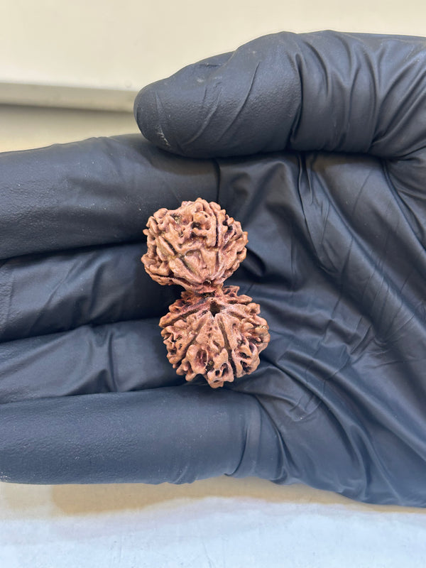 Natural 9 Mukhi Nepali Gauri Shankar Rudraksha – 34.55 mm