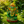 2.03 KG Green Aventurine Ganesh Murti with Golden Varak