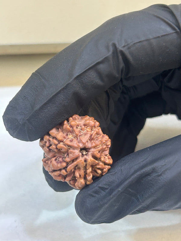Natural 7 Mukhi Nepali Rudraksha with Lab Certificate and X-Ray – (24.50 mm)