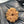 9 Mukhi Nepali Rudraksha with Lab Certificate & X-Ray – 25mm