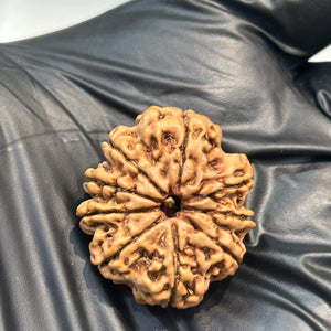 9 Mukhi Nepali Rudraksha with Lab Certificate & X-Ray – 25mm