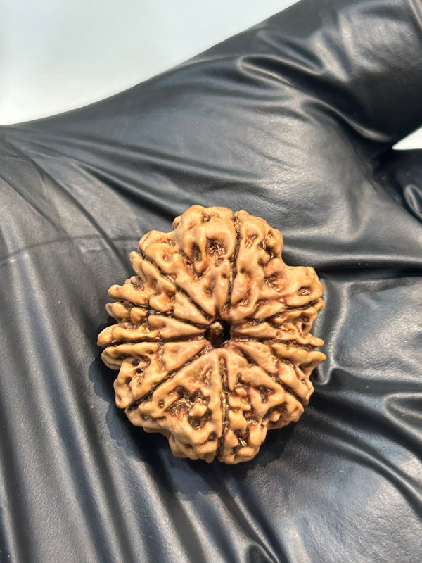 9 Mukhi Nepali Rudraksha with Lab Certificate & X-Ray – 25mm