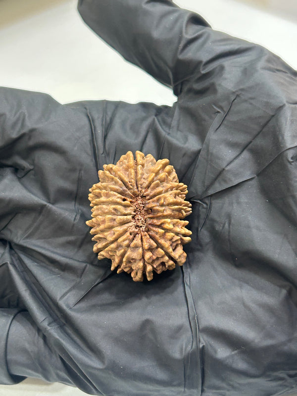 Natural 15 Mukhi Nepali Rudraksha with Lab Certificate & X-Ray – (30mm)