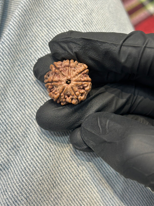 100% Natural 7 Mukhi Rudraksha (21 MM)