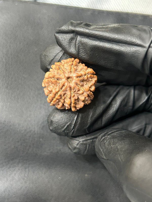 100% Natural 7 Mukhi Rudraksha (20 MM)