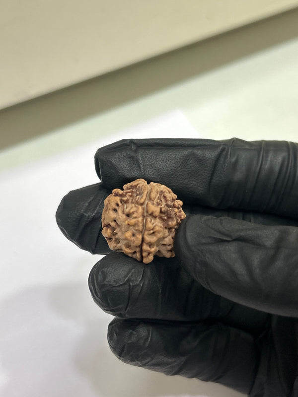 1 Mukhi Nepali Rudraksha with Lab Certificate & X-Ray – 22mm