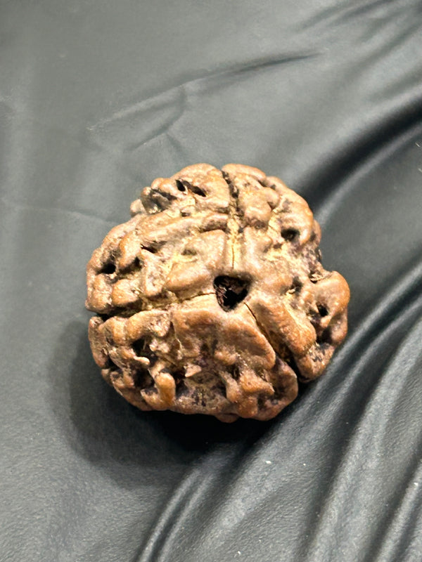 3 Mukhi Nepali Rudraksha with Lab Certificate – 15mm