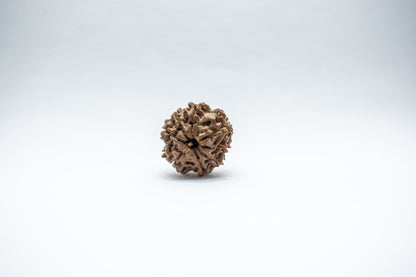 8 Mukhi Lab Certified Rudraksha