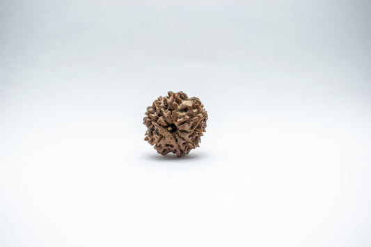 8 Mukhi Lab Certified Rudraksha
