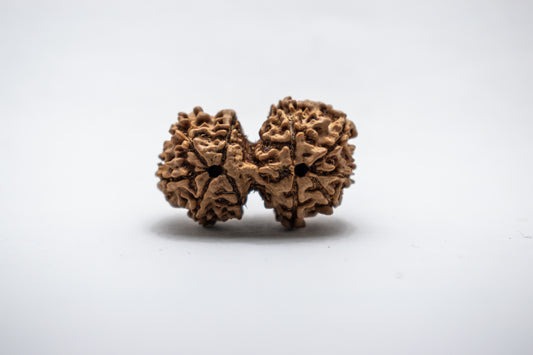 Gauri Shankar Certified Rudraksha