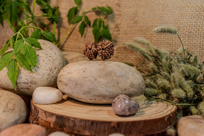 Gauri Shankar Certified Rudraksha