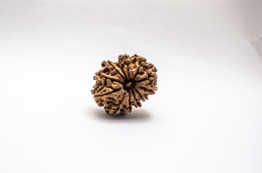 12 Mukhi Lab Certified Rudraksha