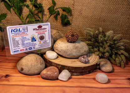 12 Mukhi Lab Certified Rudraksha