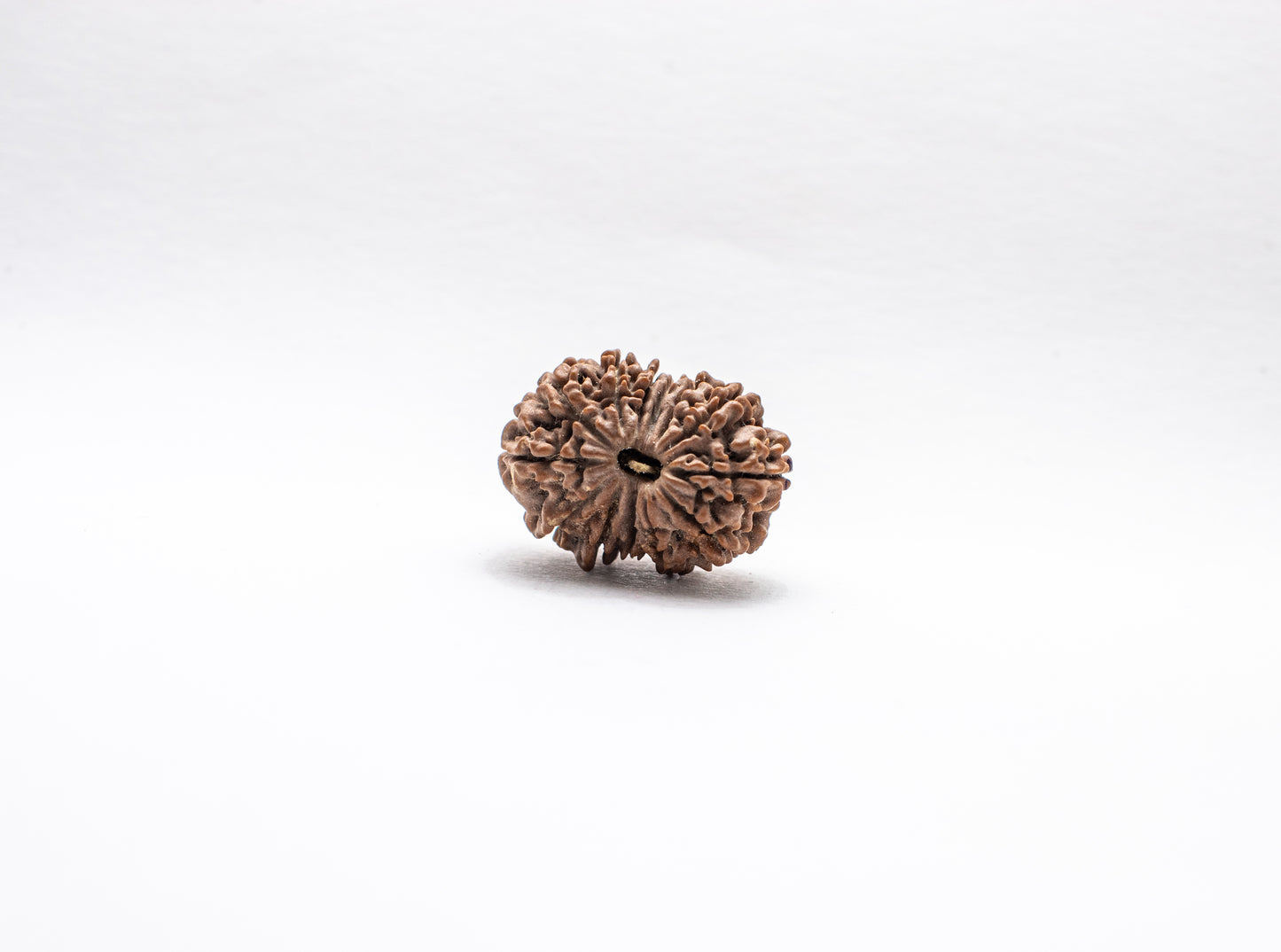 13 Mukhi Lab Certified Rudraksha