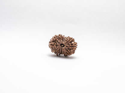 13 Mukhi Lab Certified Rudraksha