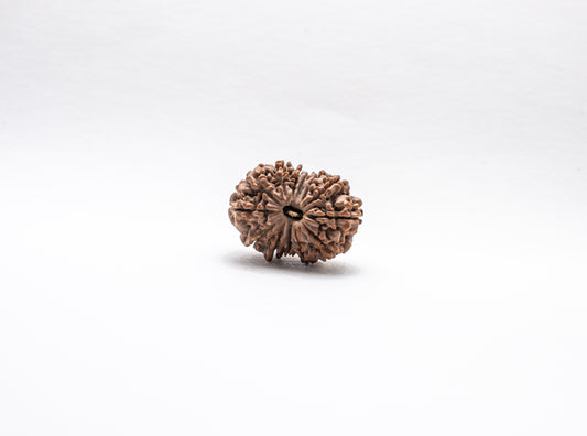 13 Mukhi Lab Certified Rudraksha