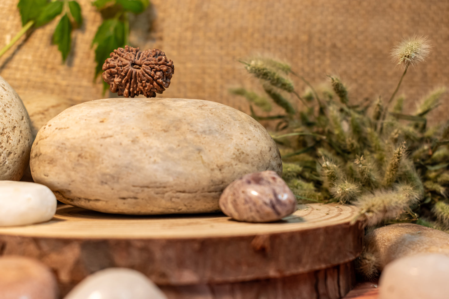 13 Mukhi Lab Certified Rudraksha