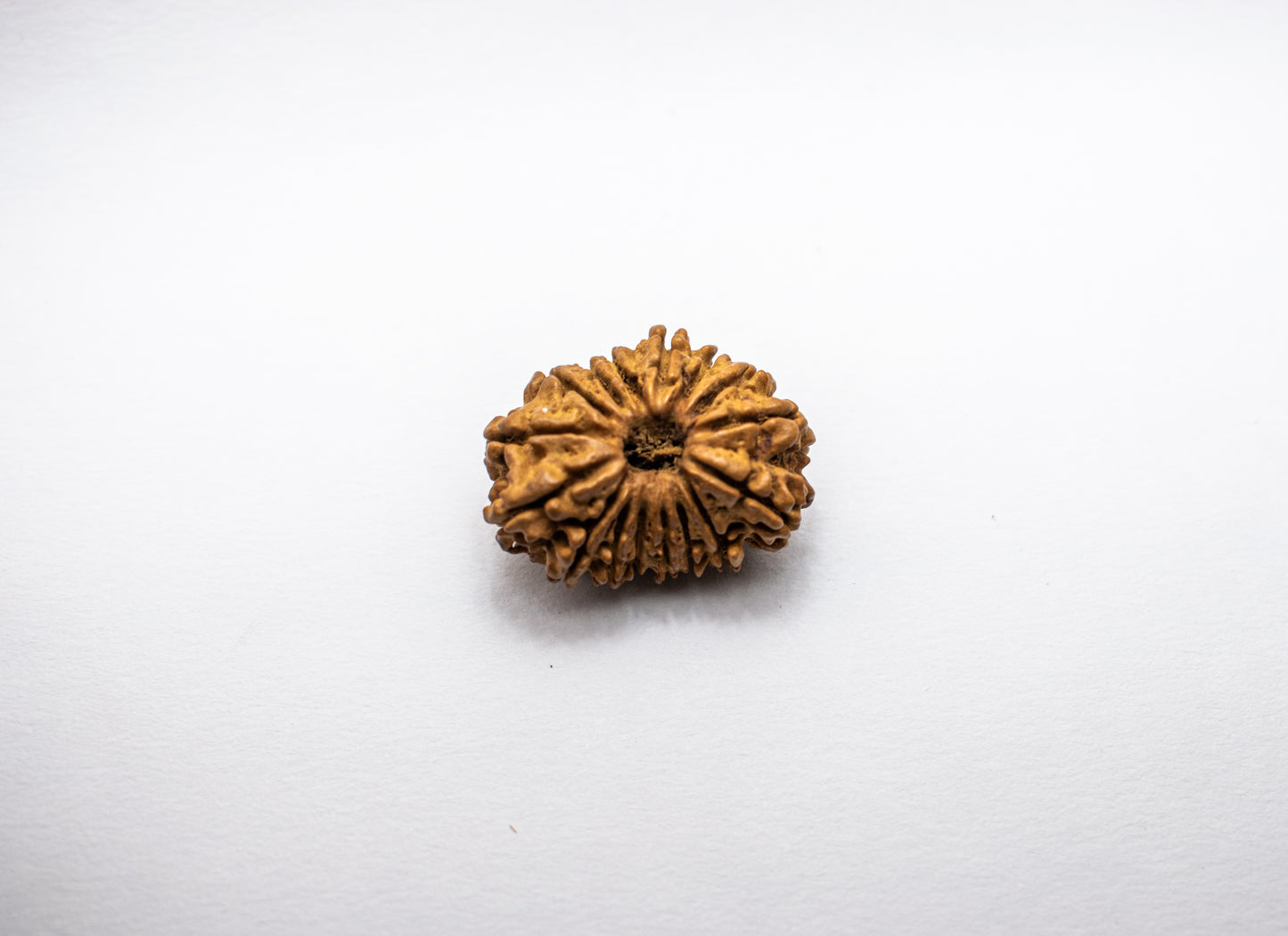 16 Mukhi Lab Certified Rudraksha