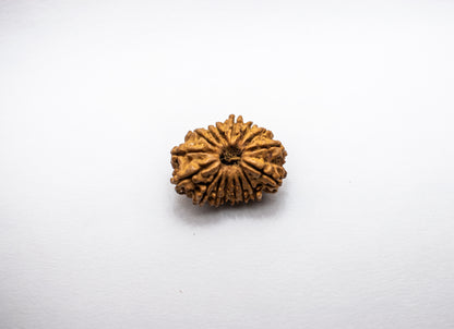 16 Mukhi Lab Certified Rudraksha