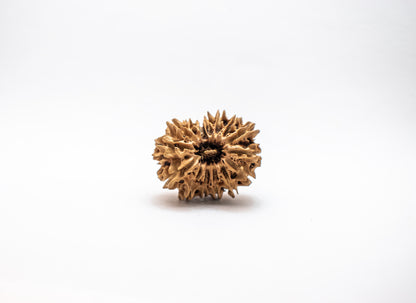 15 Mukhi Lab Certified Rudraksha