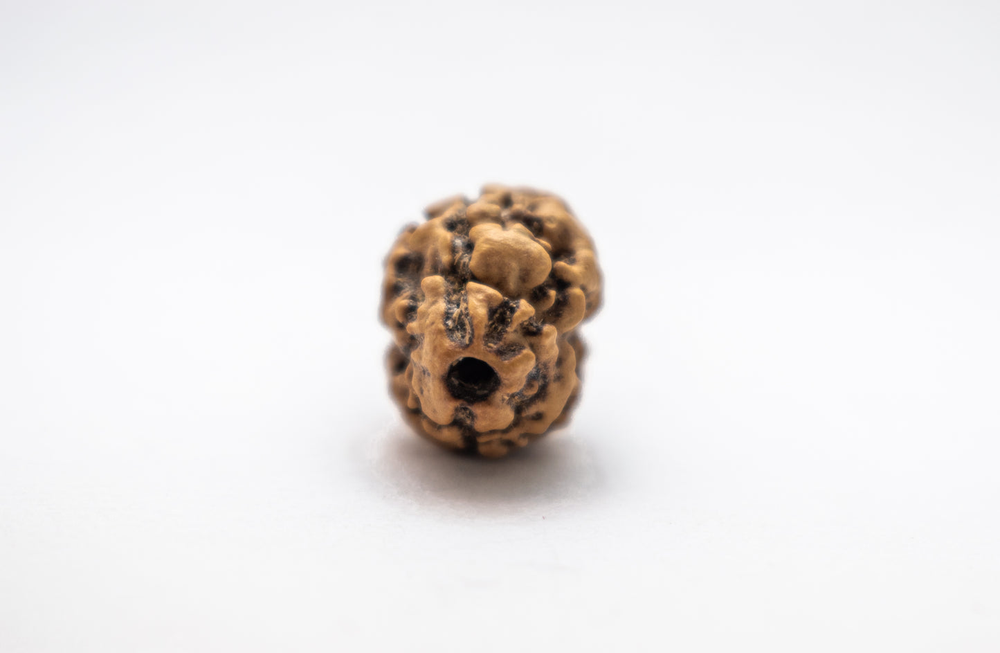 2 Mukhi Lab Certified Rudraksha