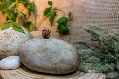 2 Mukhi Lab Certified Rudraksha