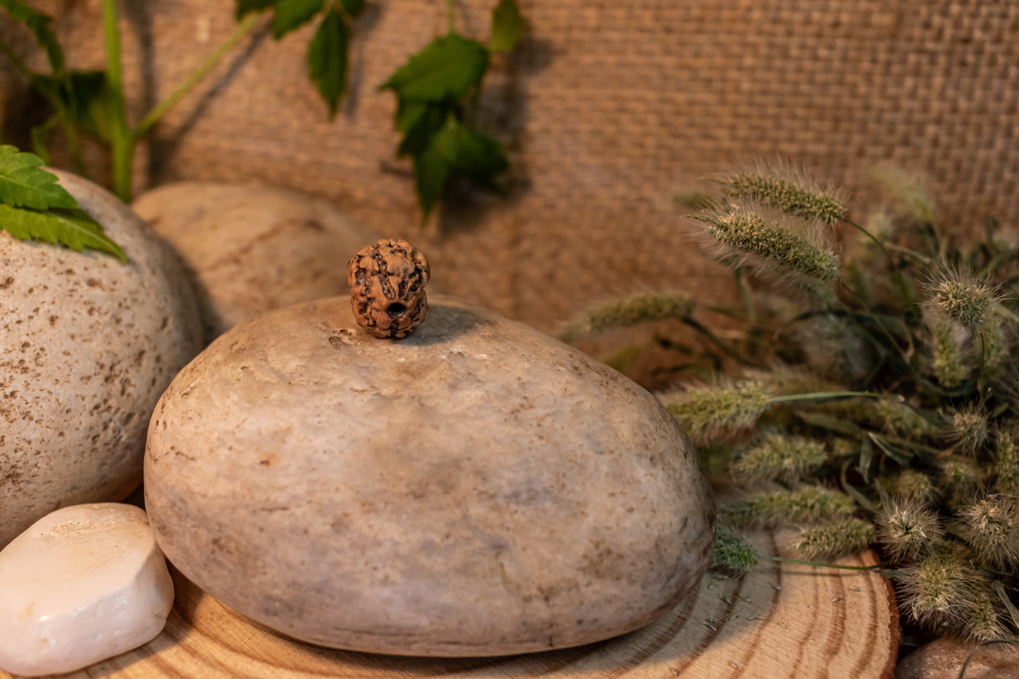 2 Mukhi Lab Certified Rudraksha