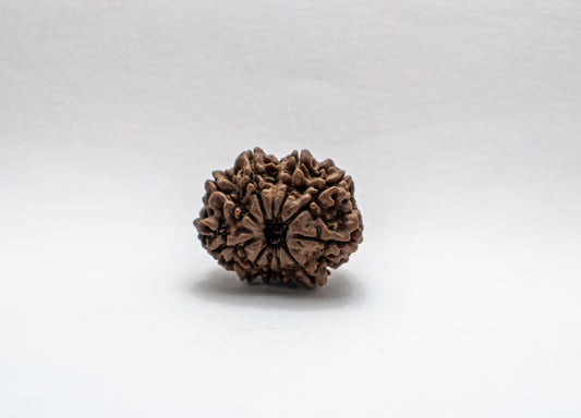 10 Mukhi Lab Certified Rudraksha