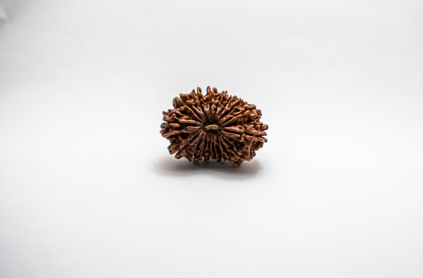 18 Mukhi Lab Certified Rudraksha