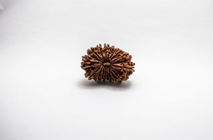 18 Mukhi Lab Certified Rudraksha