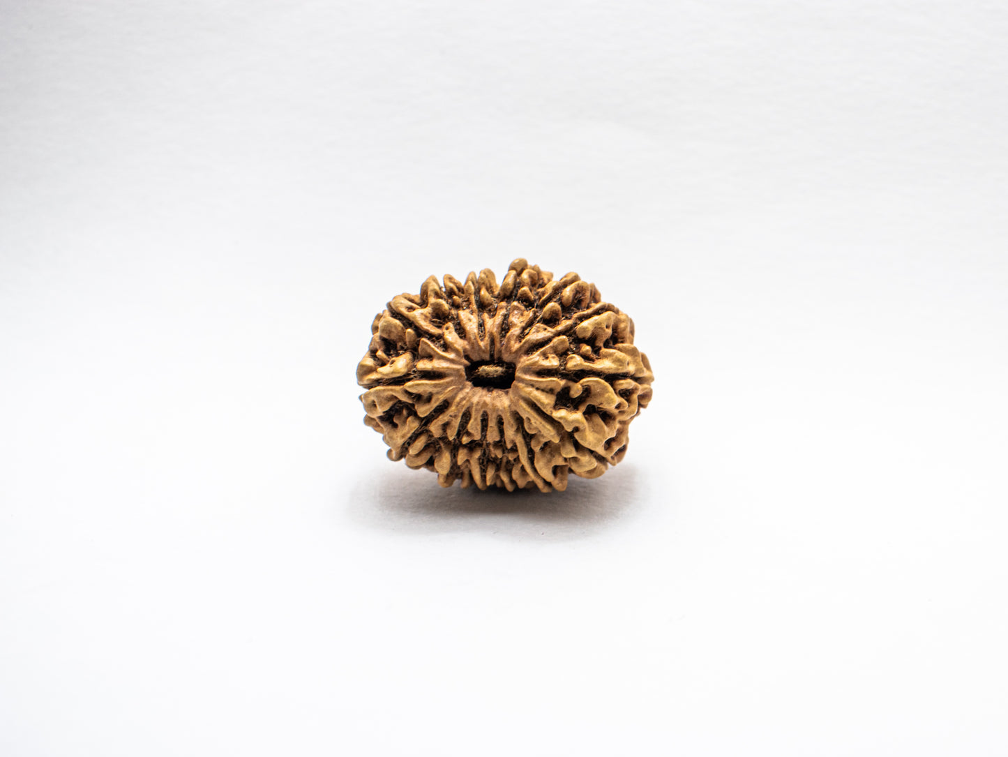 14 Mukhi Lab Certified Rudraksha