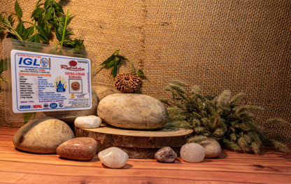 14 Mukhi Lab Certified Rudraksha