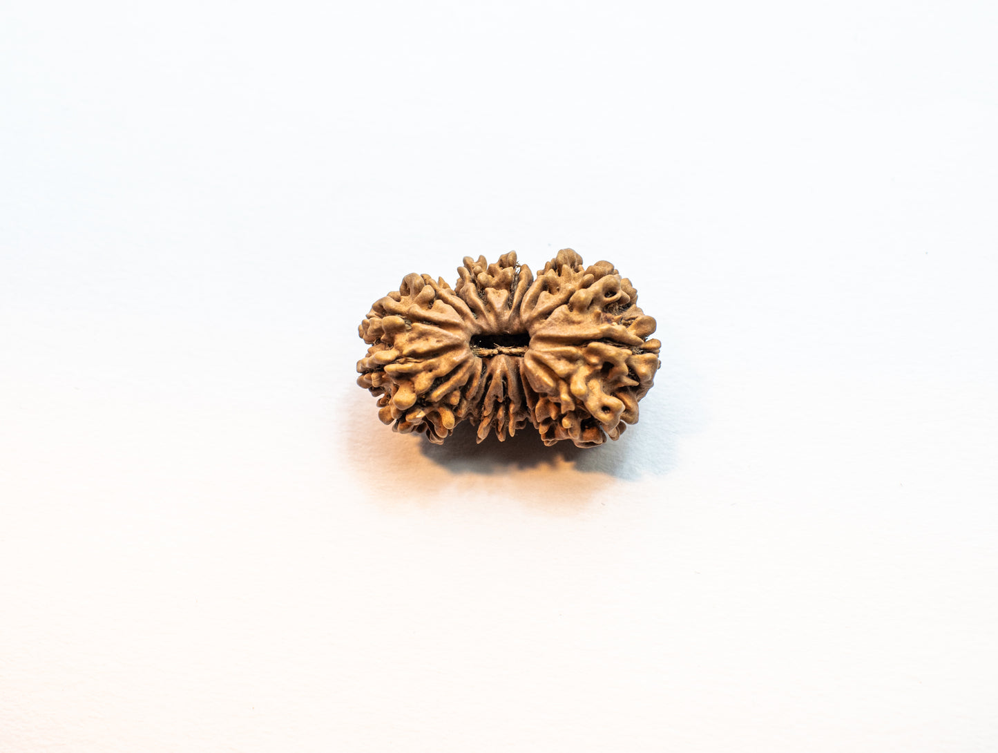 17 Mukhi Lab Certified Rudraksha