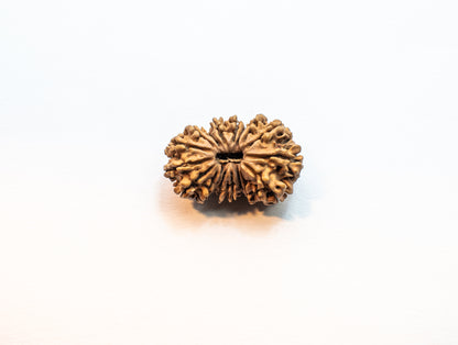 17 Mukhi Lab Certified Rudraksha
