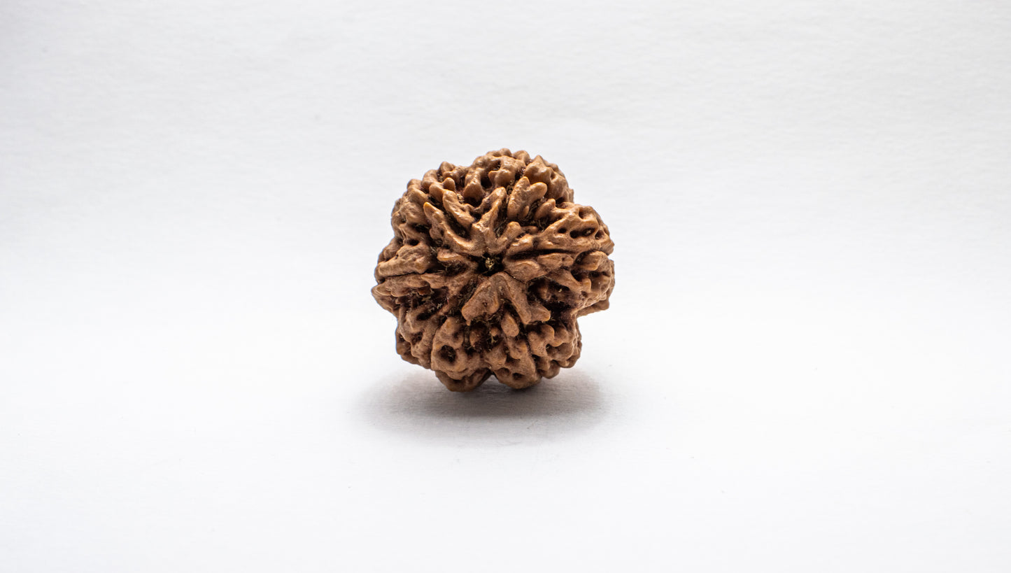 6 Mukhi Lab Certified Rudraksha