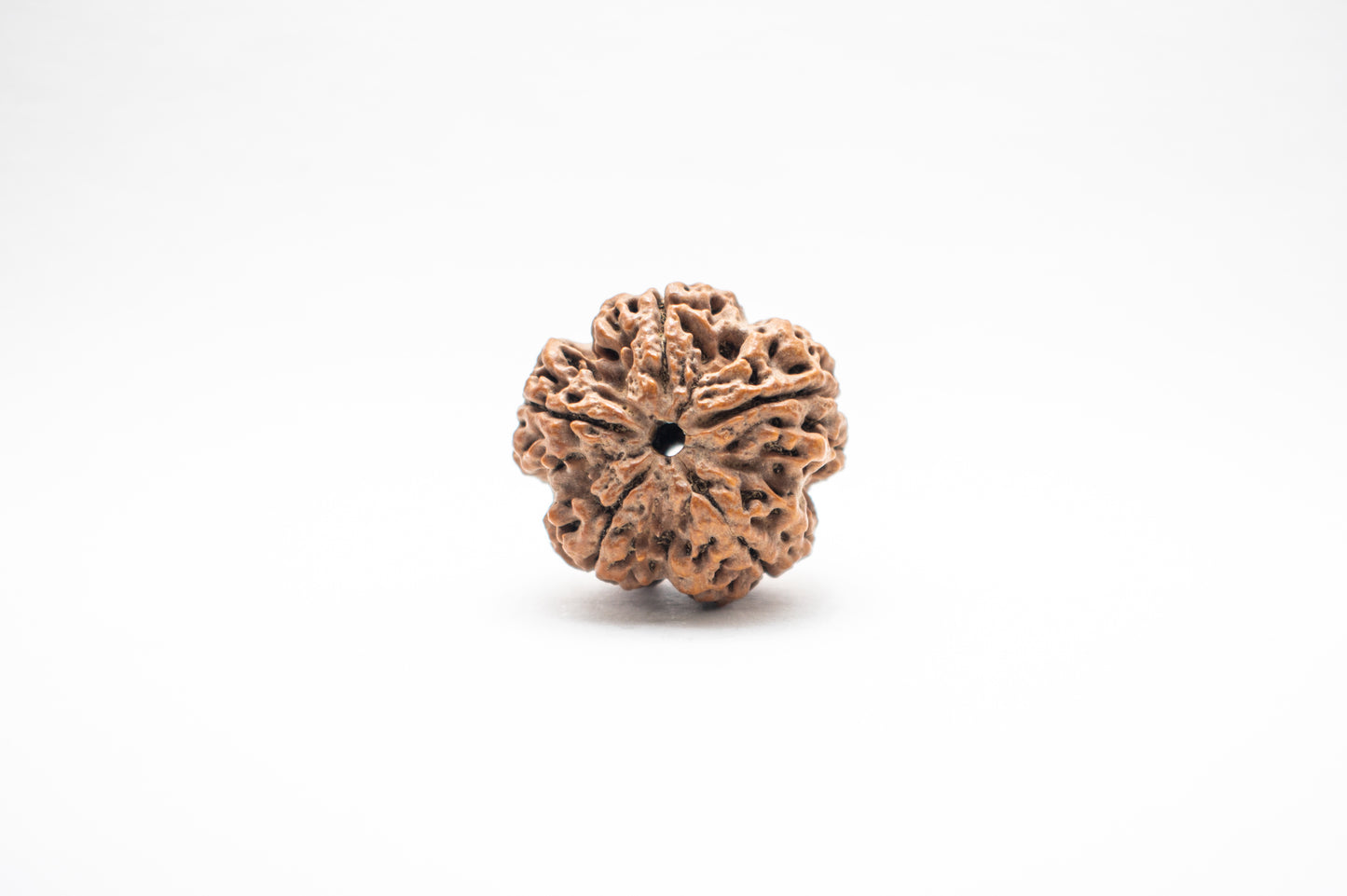 5 Mukhi Lab Certified Rudraksha