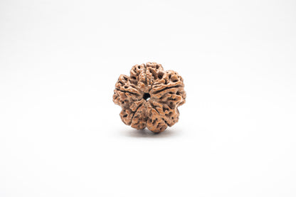 5 Mukhi Lab Certified Rudraksha