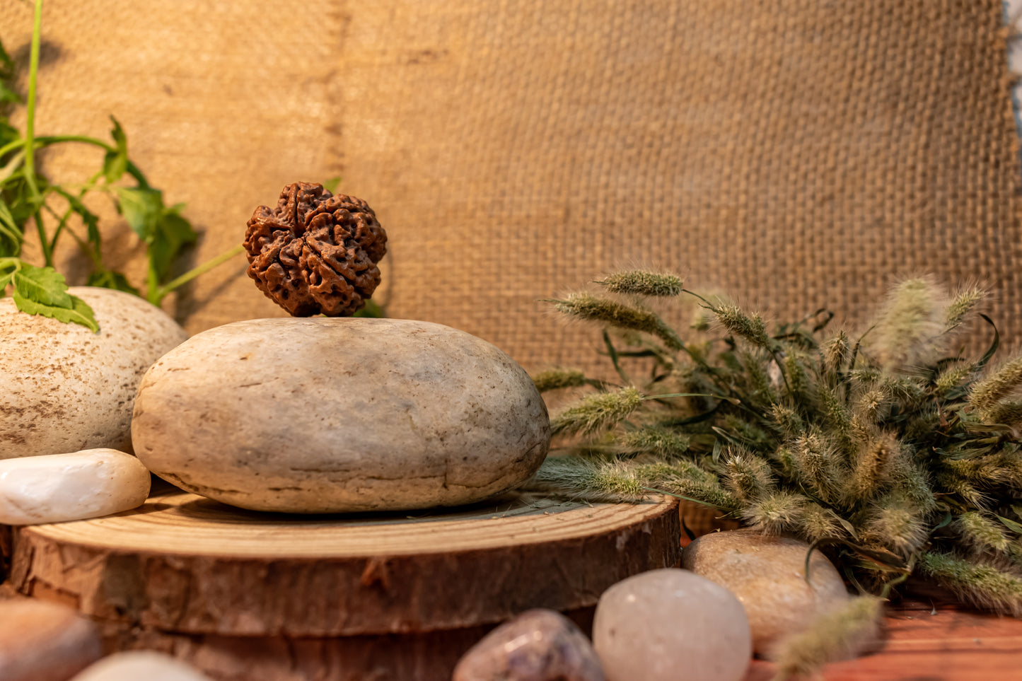5 Mukhi Lab Certified Rudraksha