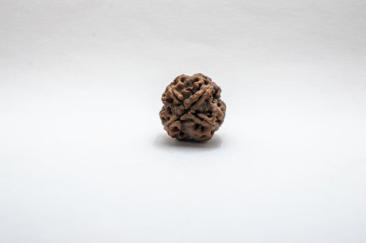 4 Mukhi Lab Certified Rudraksha