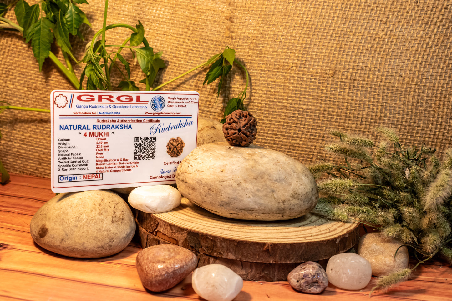 4 Mukhi Lab Certified Rudraksha