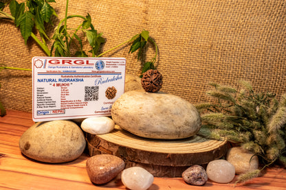 4 Mukhi Lab Certified Rudraksha