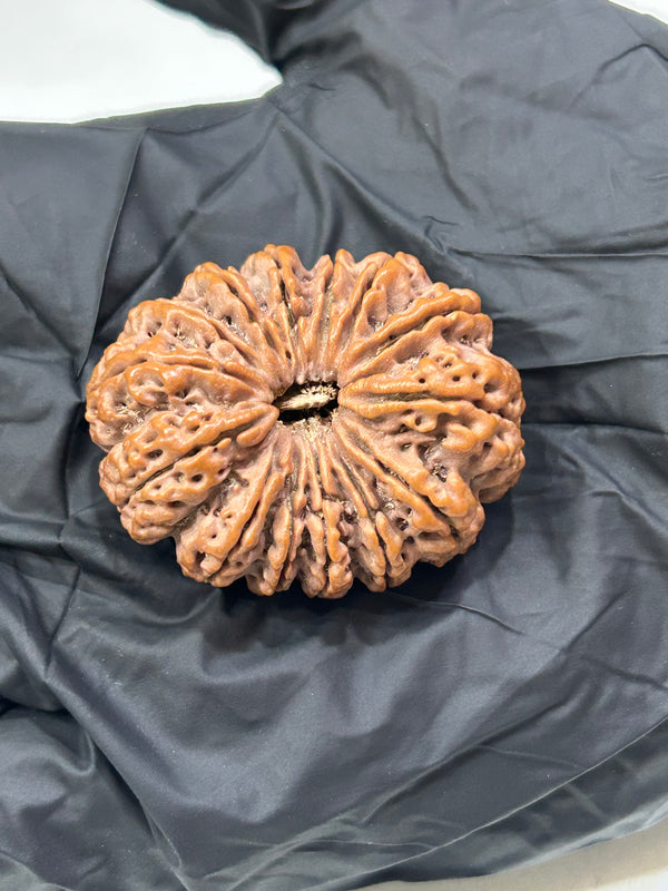 14 Mukhi Nepali Rudraksha with Lab Certificate – (37mm)