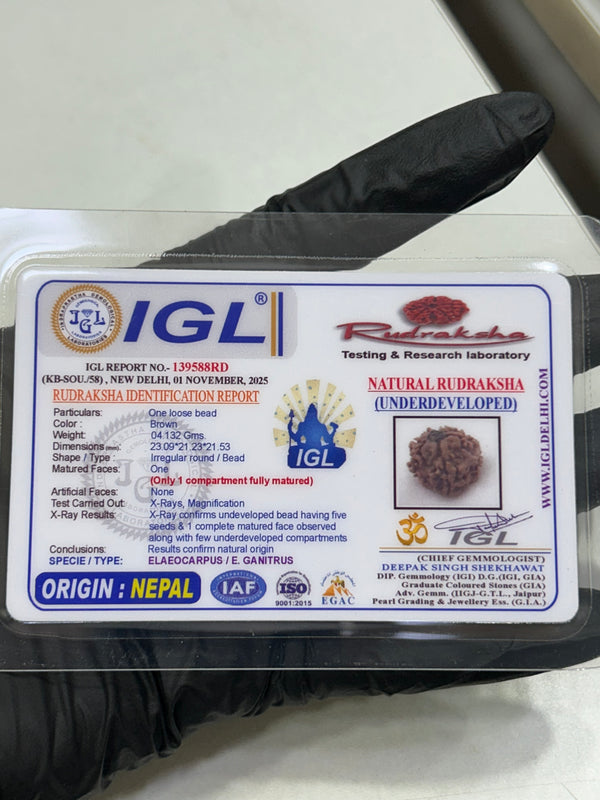 1 Mukhi Nepali Rudraksha with Lab Certificate & X-Ray – 23mm - IGL Certificate