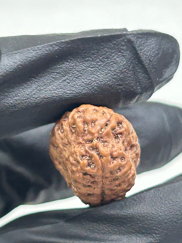 2 Mukhi Nepali Rudraksha with Lab Certificate & X-Ray – 21mm