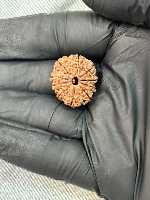 100% Natural 10 Mukhi Rudraksha (21.6 MM | 2.90g)