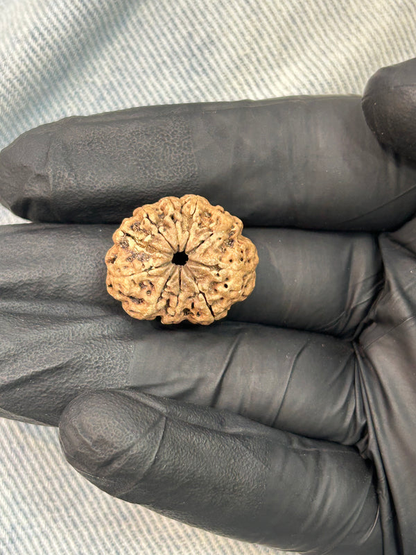 100% Natural - 10 Mukhi Rudraksha (22 MM | 4.7g)