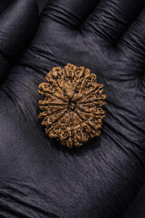 12 Mukhi Nepali Rudraksha with Lab Certificate & X-Ray – 30mm