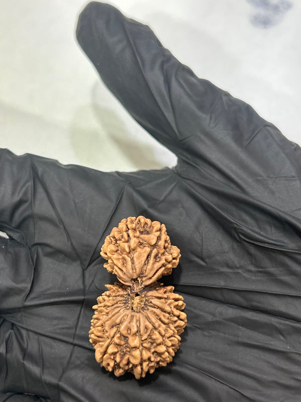 Natural 17 Mukhi Gauri Shankar Rudraksha with Lab Certificate – (35mm)