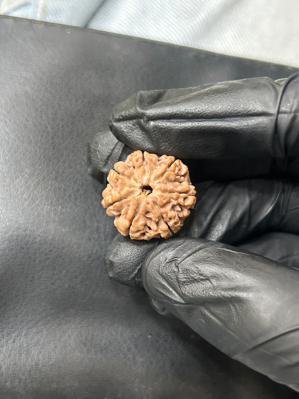100% Natural 7 Mukhi Rudraksha (20 MM)